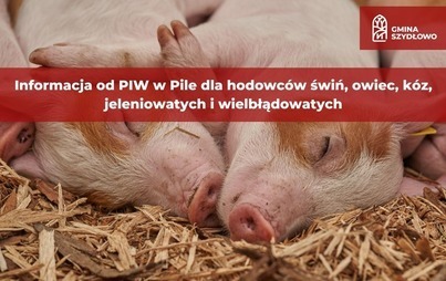 Zdjęcie do Komunikat PIW dla hodowc&oacute;w świń, owiec, k&oacute;z, jeleniowatych i&nbsp;wielbłądowatych