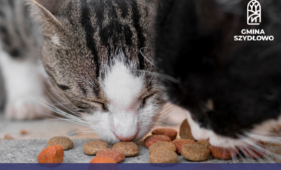 Zdjęcie do Komunikat dla karmicieli kot&oacute;w wolno żyjących 