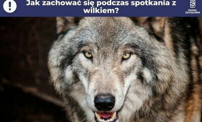 Zdjęcie do Jak zachować się podczas spotkania z wilkiem?