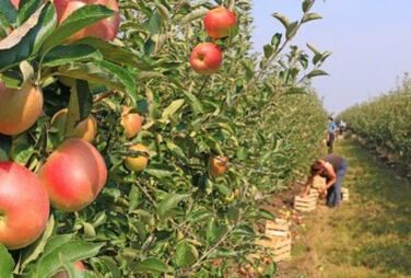 Zdjęcie do Wytyczne MRiRW i GIS dla producent&oacute;w rolnych zatrudniających cudzoziemc&oacute;w przy pracach sezonowych w związku z rozprzestrzenianiem się SARS-CoV-2