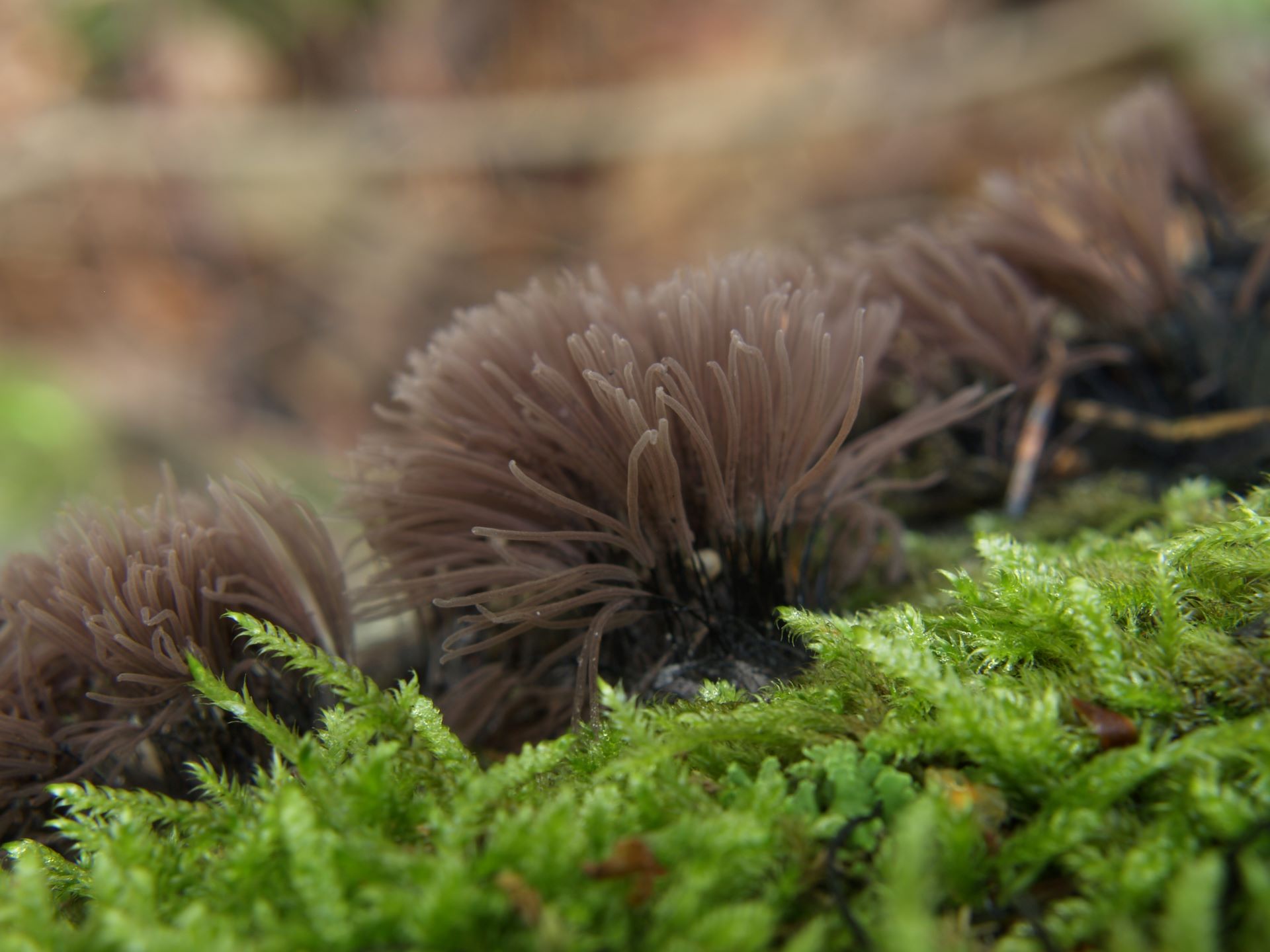 Paździorek Stemonitis sp.. dolina Pękawnicy, aut. Kamil Kryza