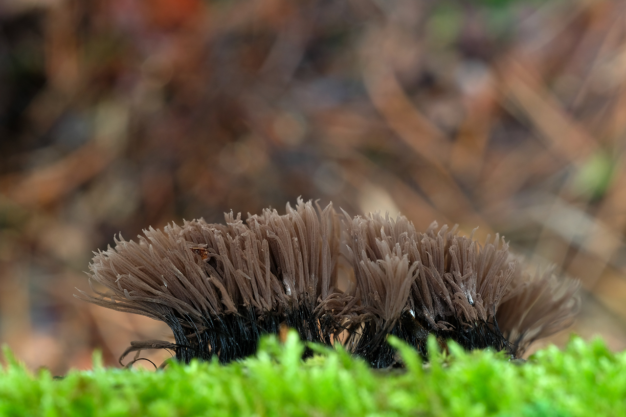 Paździorek_Stemonitis_sp-,_dolina_Pękawnicy_(Robert_Puciata)