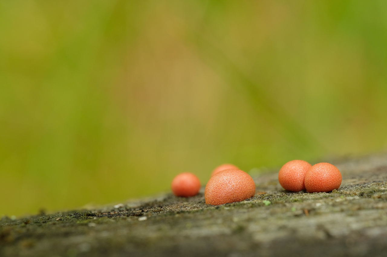 Rulik_nadrzewny_Lycogala_epidendrum,_okolice_Gładyszewa_(Robert_Puciata)