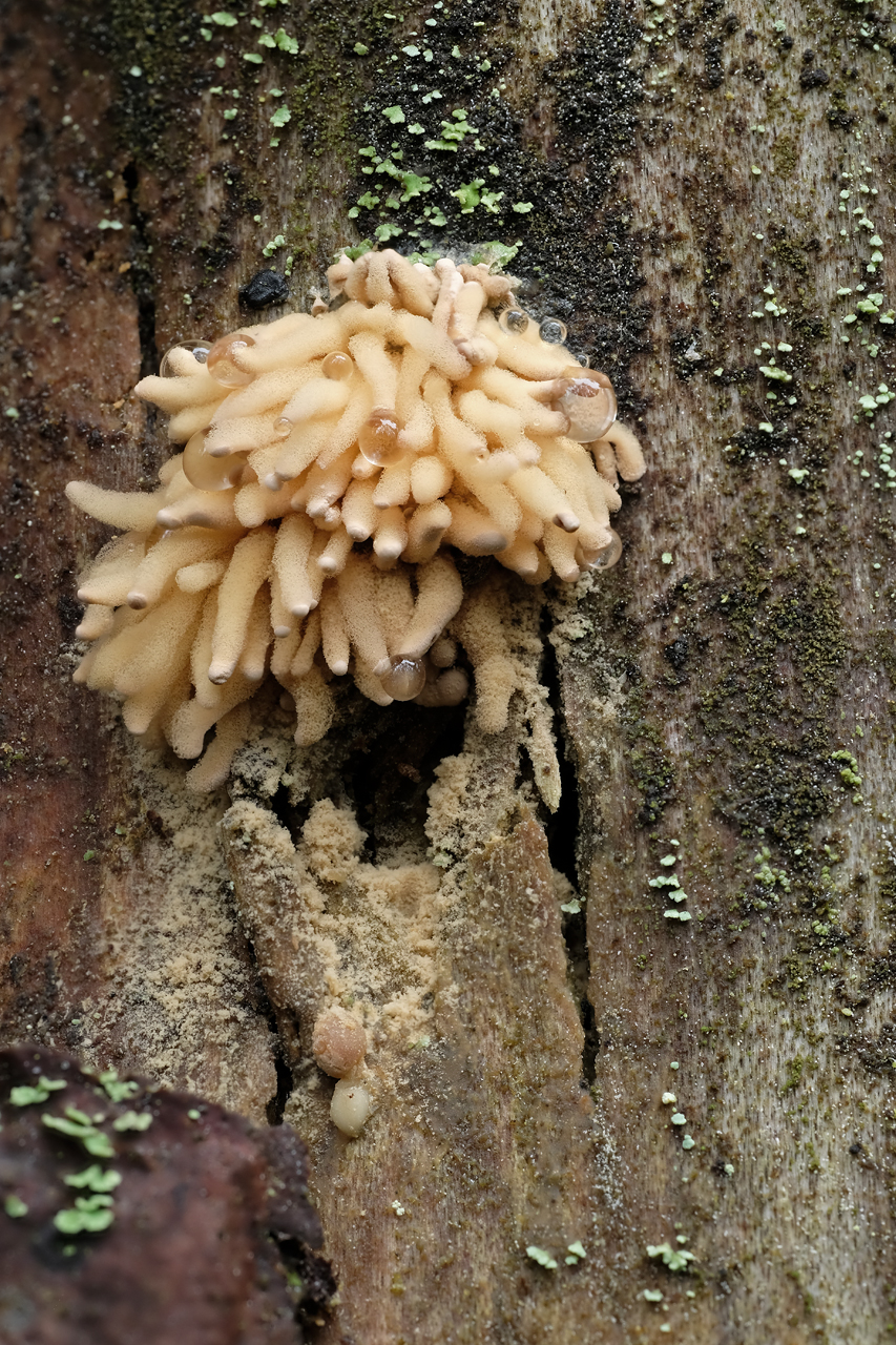 Strzępek_Arcyria_sp-,_okolice_Gładyszewa_(Robert_Puciata)