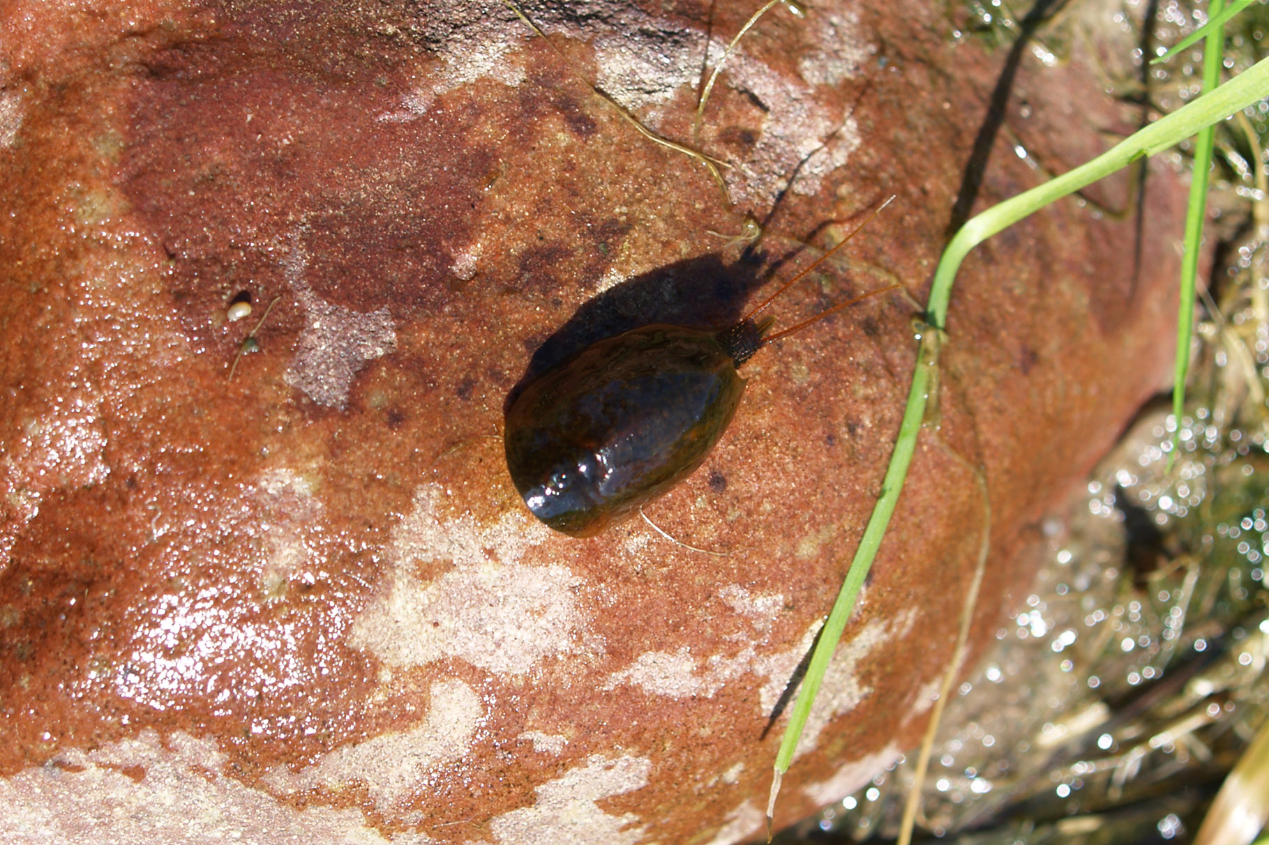 Przekopnica wiosenna