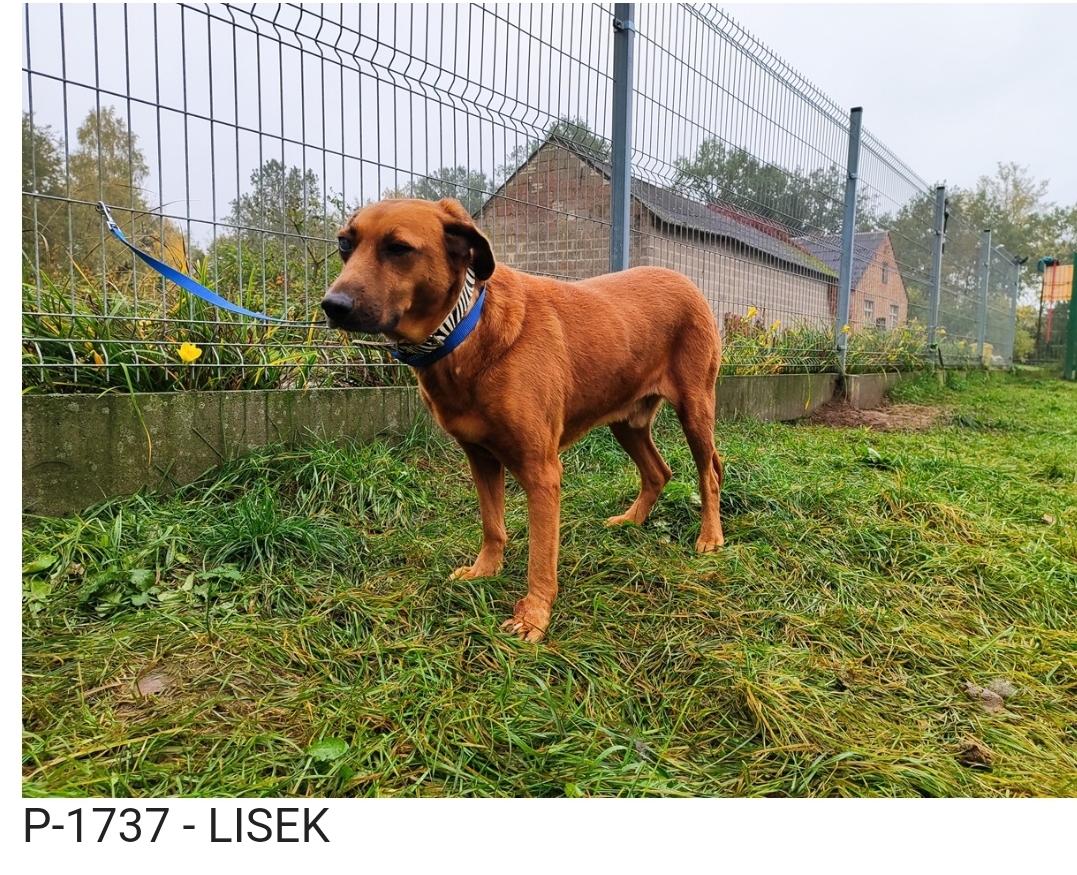 lisek