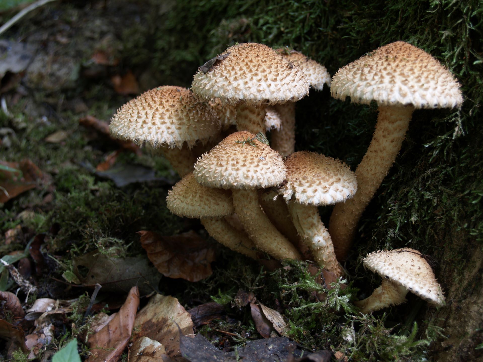 Łuskwiak nastroszony Pholiota squarrosa (Vahl) P. Kumm.