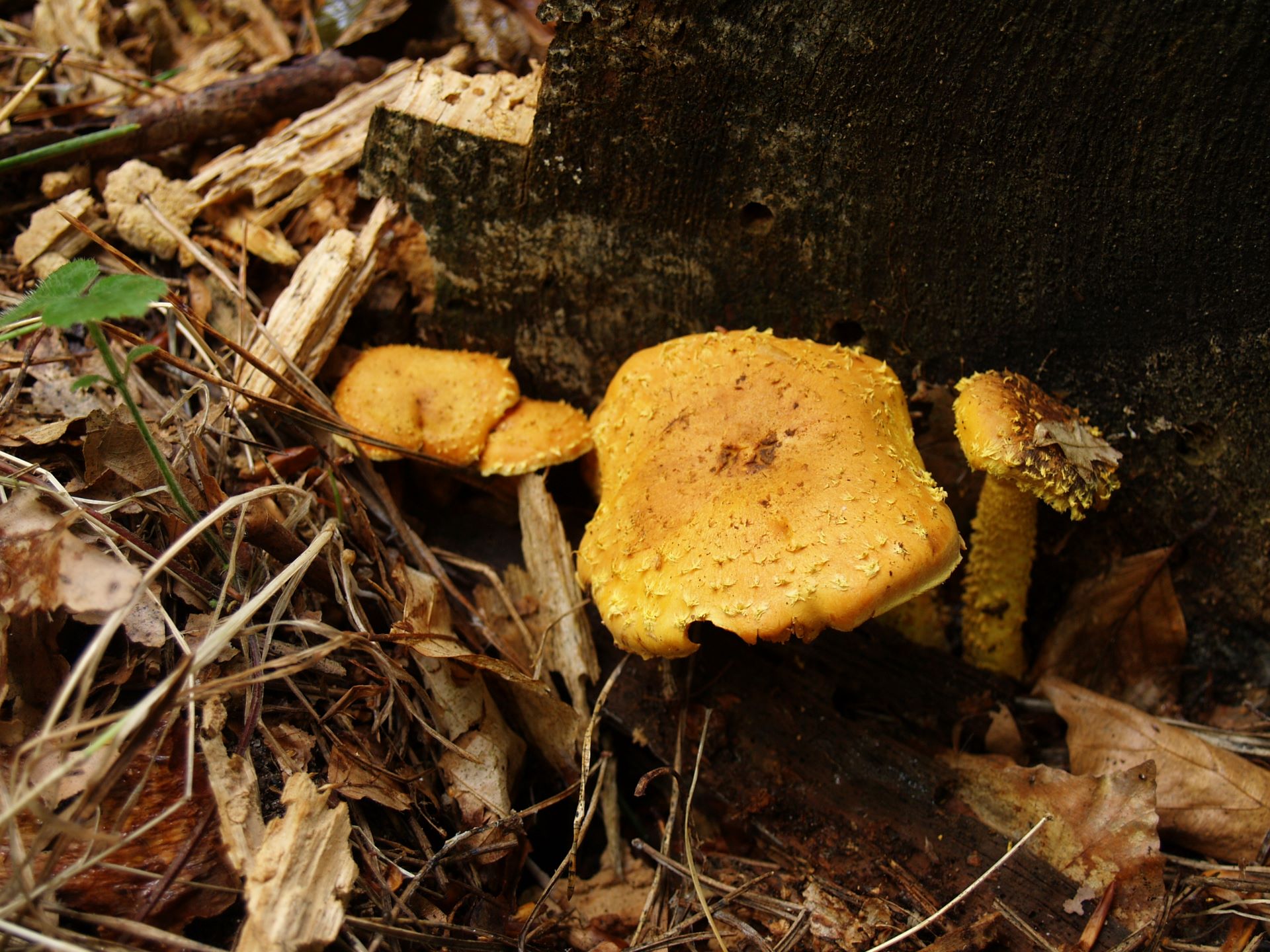  Łuskwiak ognisty Pholiota flammans (Batsch.: Fr.) P. Kumm.