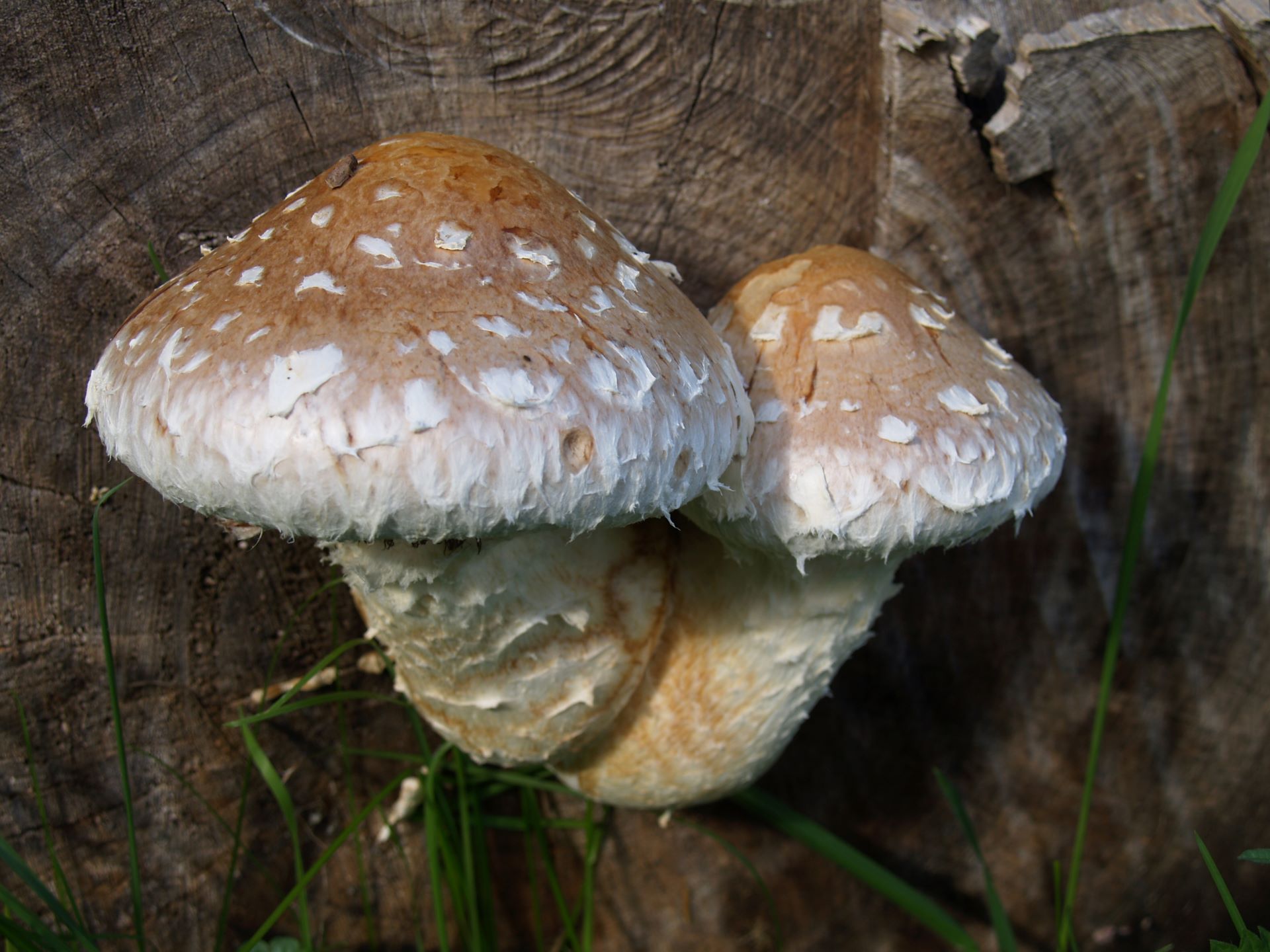 Łuskwiak topolowy Hemipholiota populnea, kłoda topoli, Leżenica (autor: Kamil Kryza) 