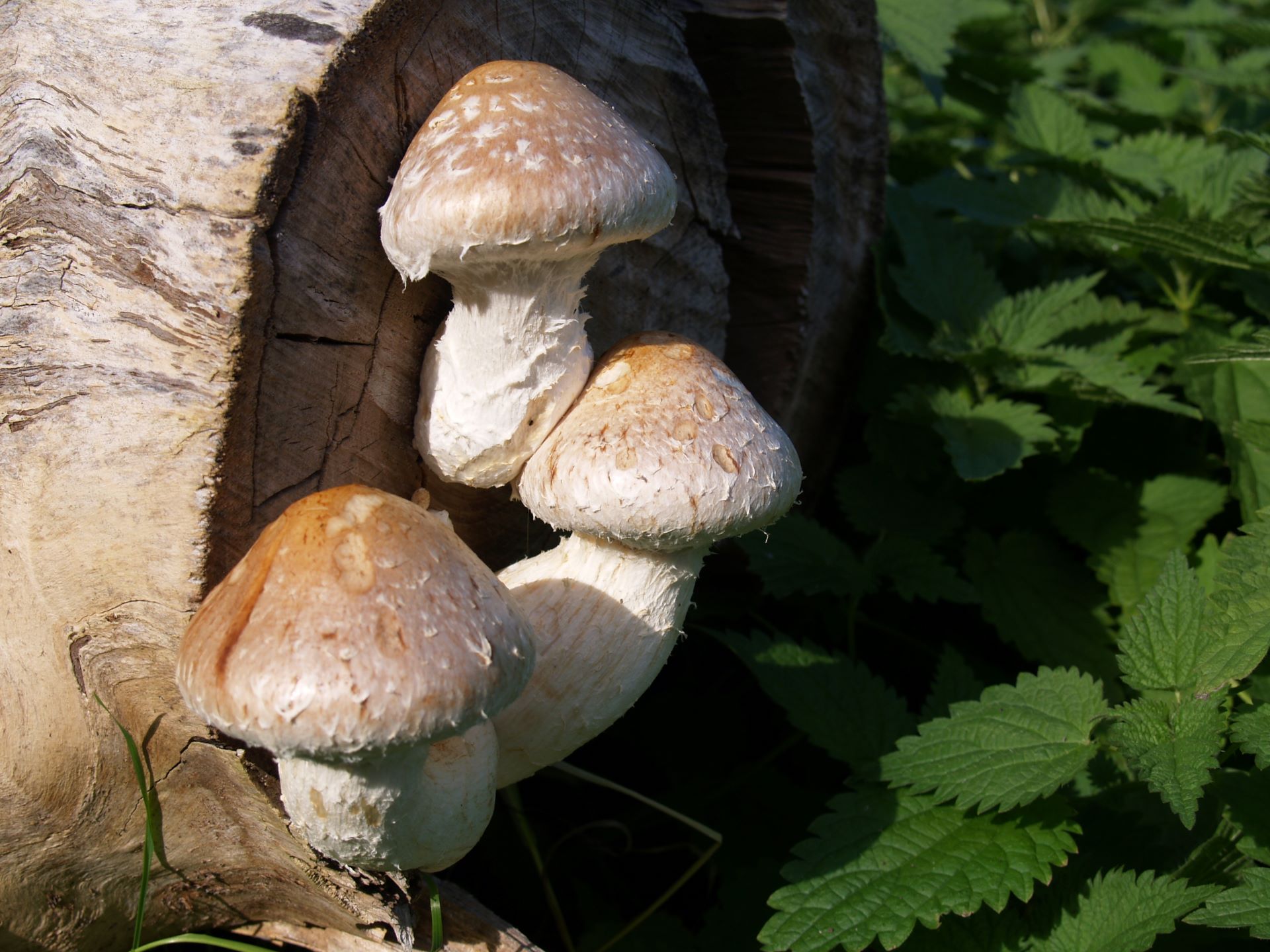 Łuskwiak topolowy Hemipholiota populnea (Pers.) Bon