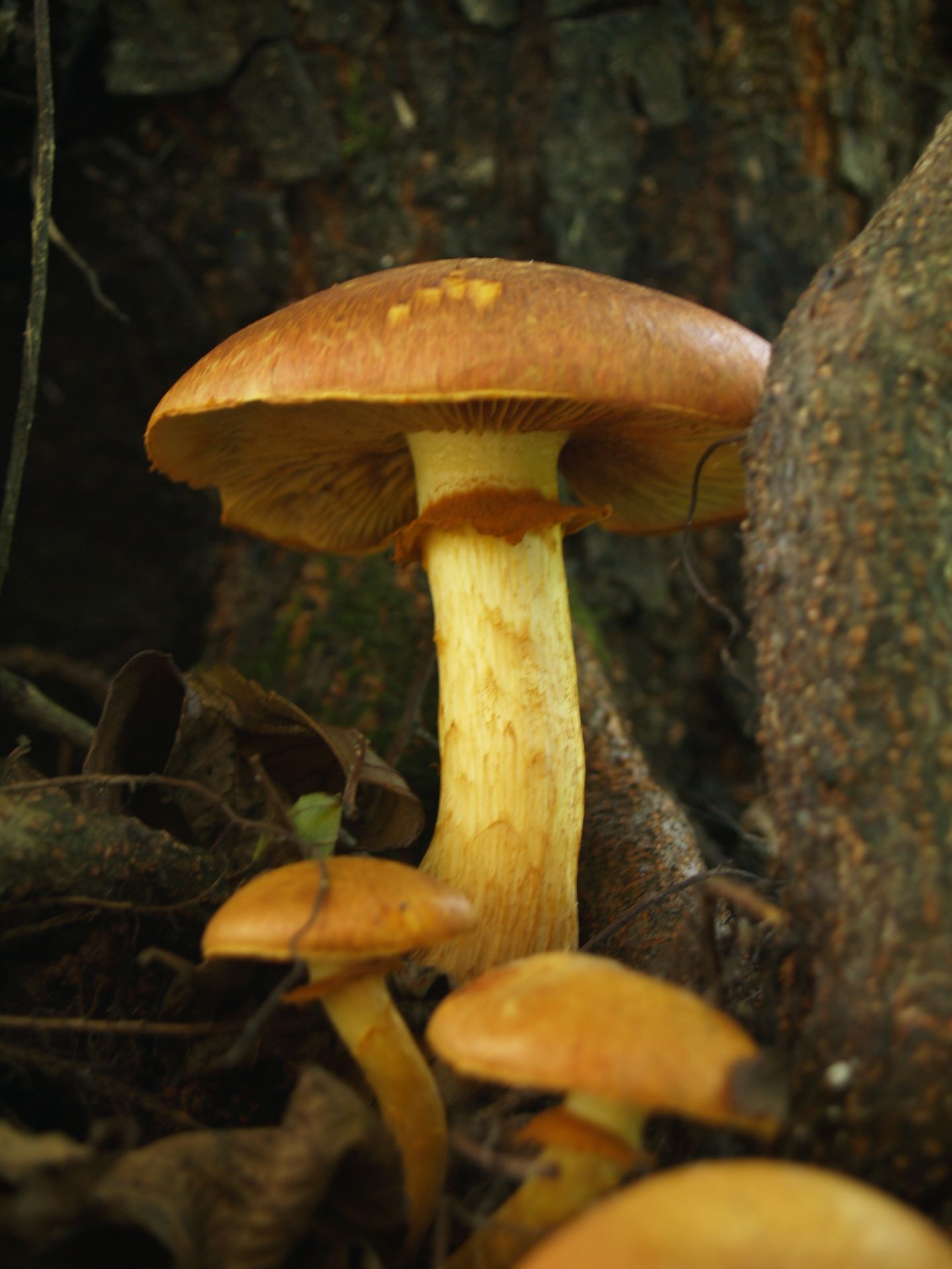 Łysak wspaniały Gymnopilus junonius (Fr.) P.D. Orton