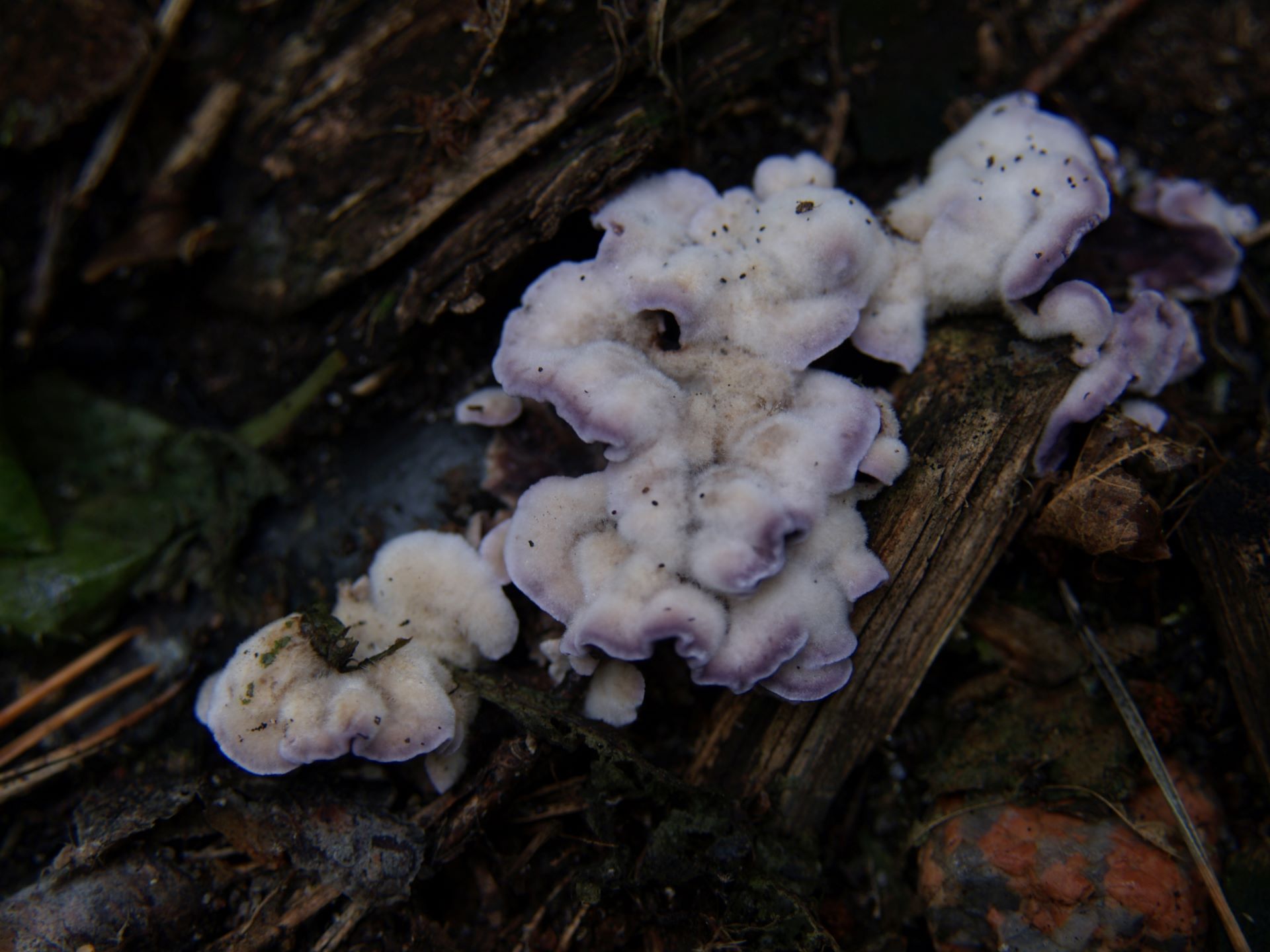 Chrząstkoskórnik purpurowy Chondrostereum purpureum (Pers.) Pouzar, 