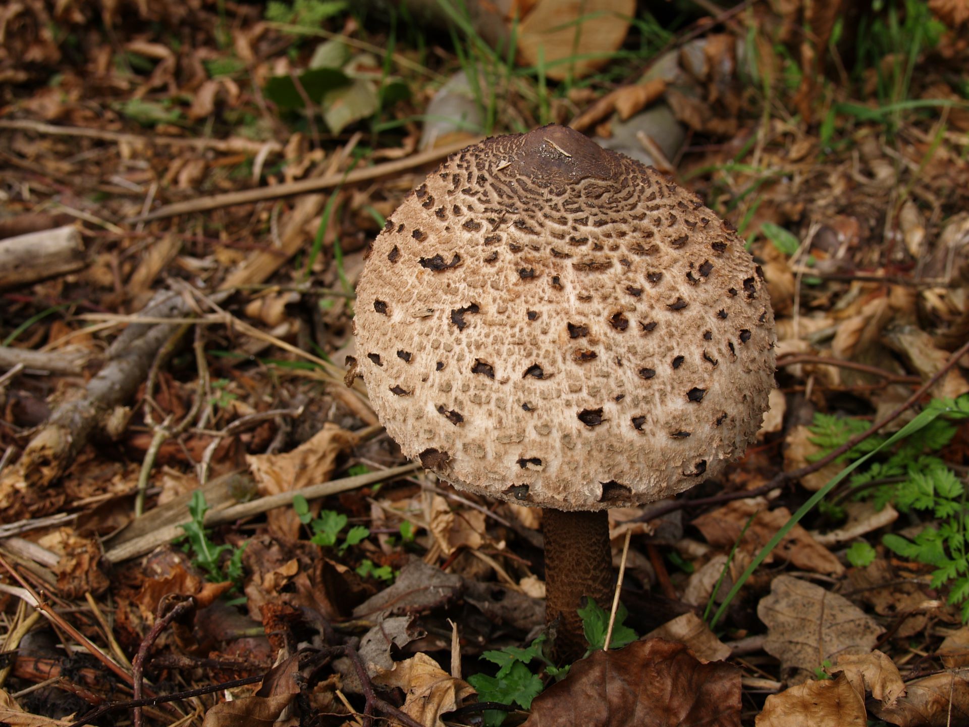 Czubajka kania Macrolepiota procera (Scop.) Sing. .