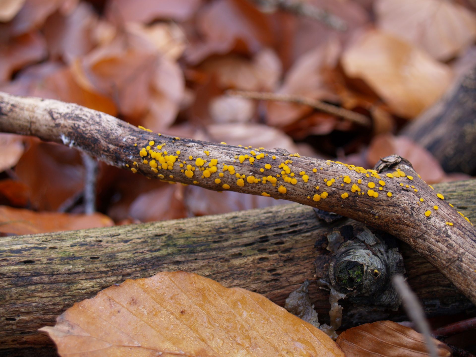 Dwuzarodniczka cytrynowa Bisporella citrina (Batsch) Korf. & S.E. Carp. 