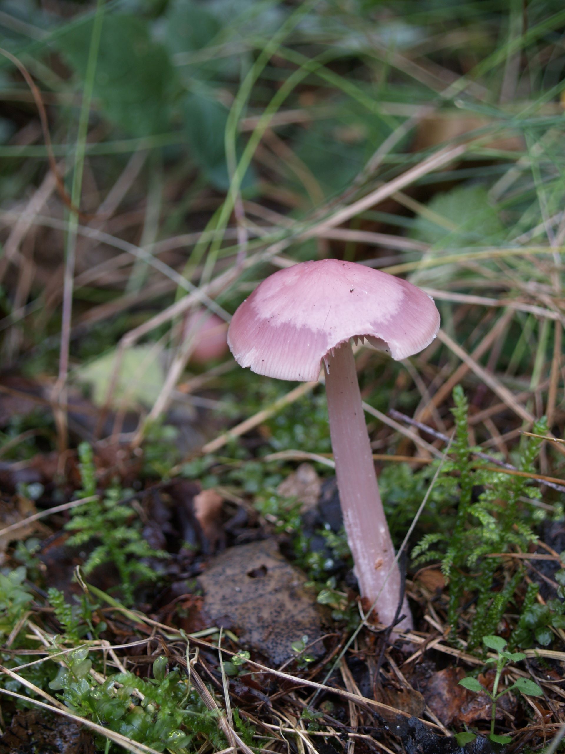  Grzybówka różowa Mycena rosea (Bull.) Gramberg, 