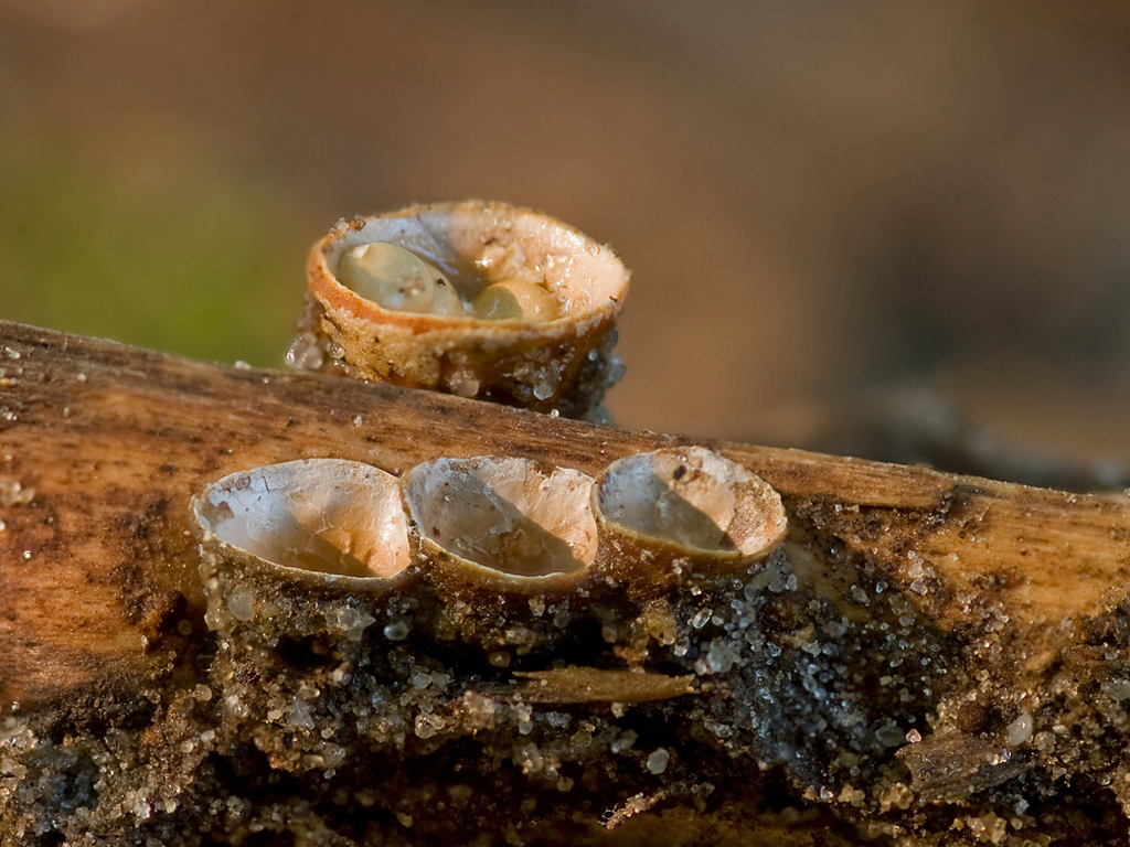 Kubecznik pospolity Crucibulum crucibuliforme