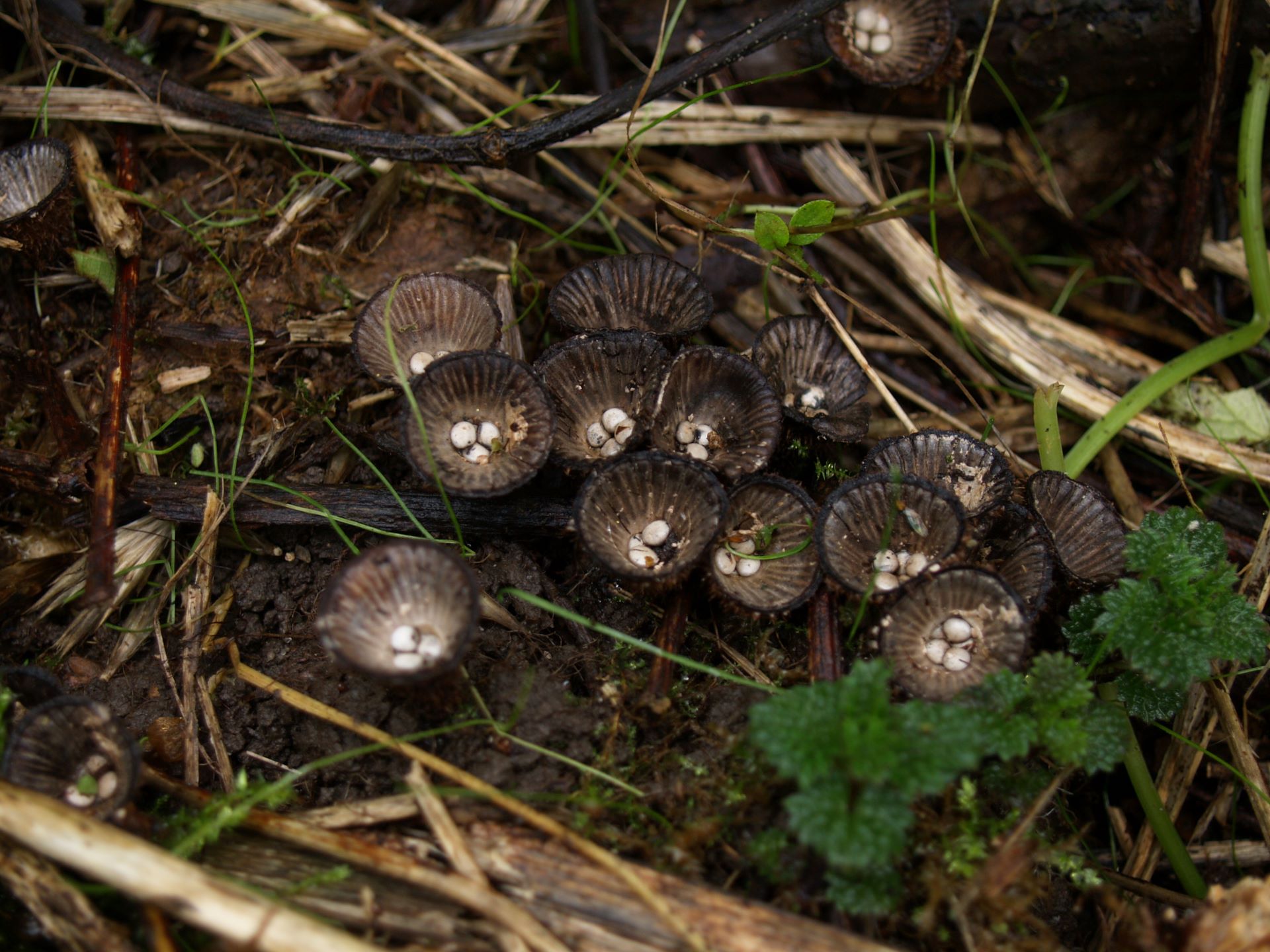  Kubek prążkowany Cyathus striatus (Huds.) Willd. 