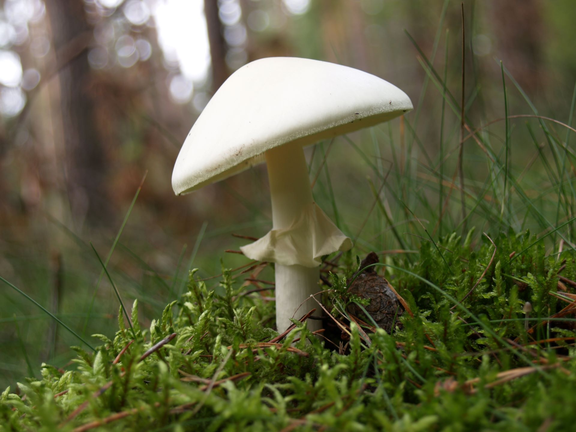 Muchomor jadowity Amanita virosa Bertill. 