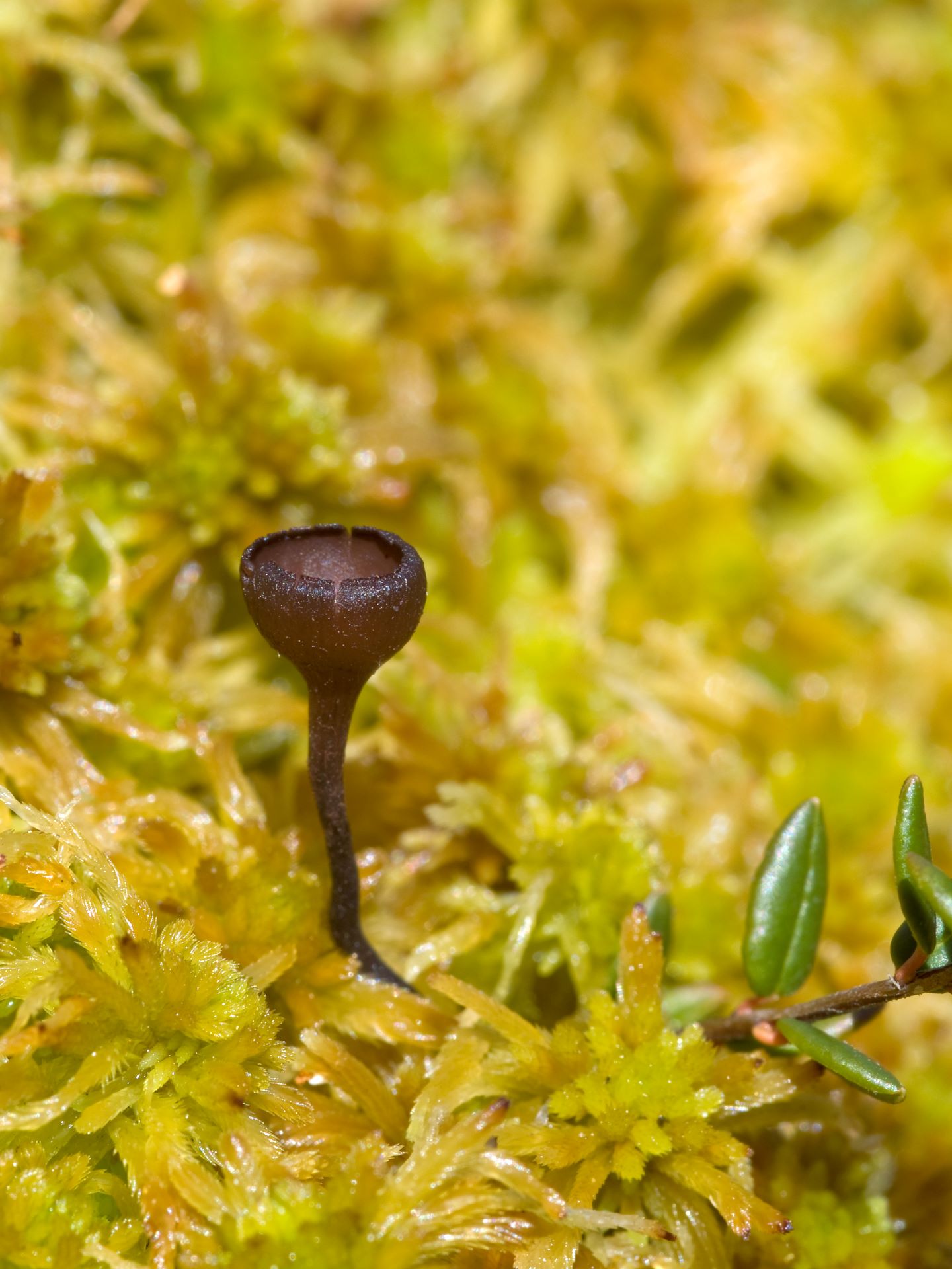 Paciornica żurawinowa Monilinia oxycocci (Woronin) Honey 