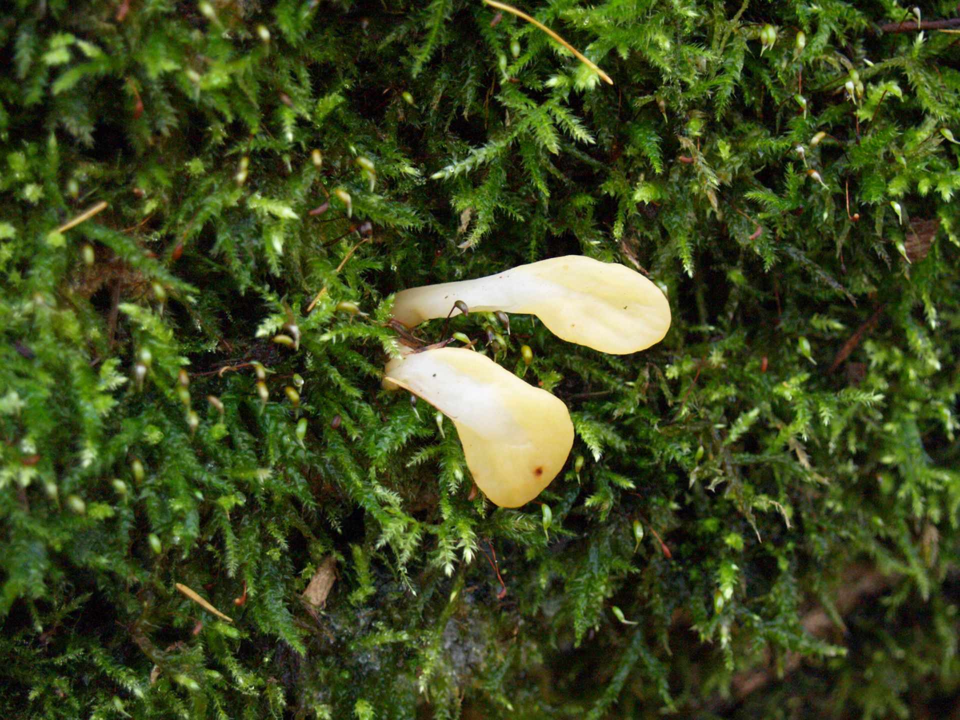 Pięknoróg językowaty Calocera glossoides (Pers.) Fr. 