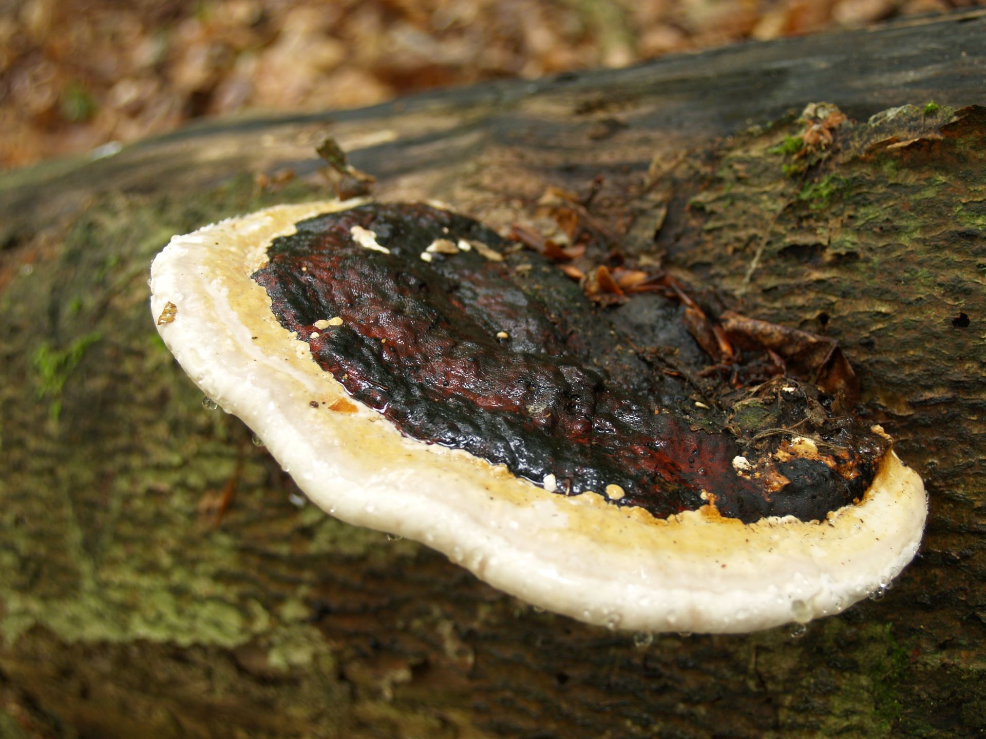 Pniarek obrzeżony Fomitopsis pinicola (Sw.) P. Karst.