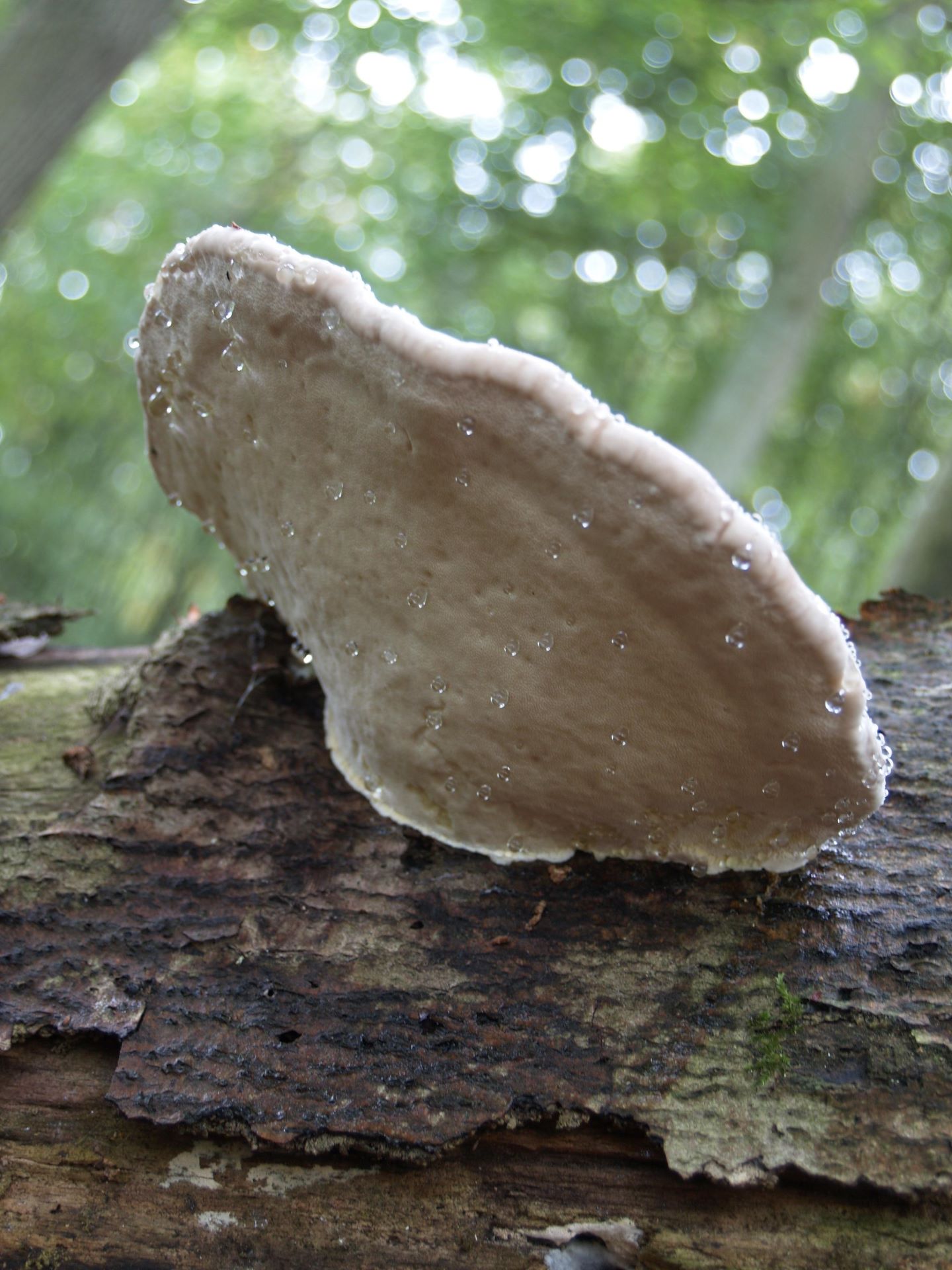 Pniarek obrzeżony Fomitopsis pinicola, Bukowa Góra (autor: Kamil Kryza)