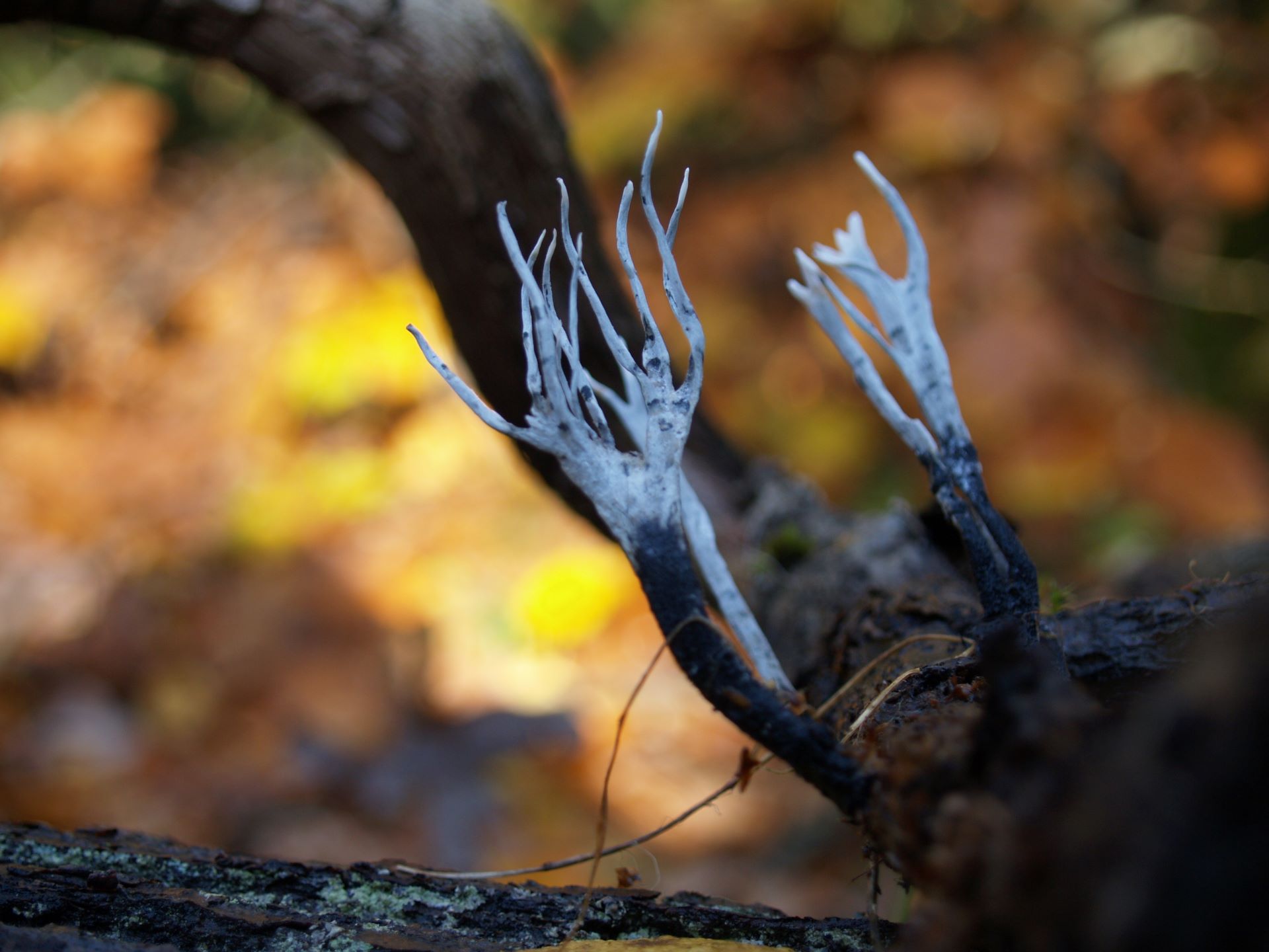 Próchnilec gałęzisty Xylaria hypoxylon, Łubiańskie Dęby (autor: Kamil Kryza)