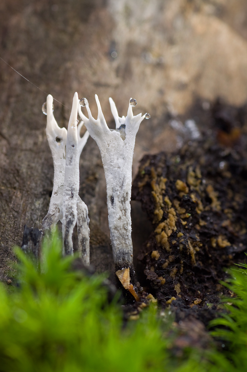 Próchnilec gałęzisty Xylaria hypoxylon (L.) Grev.