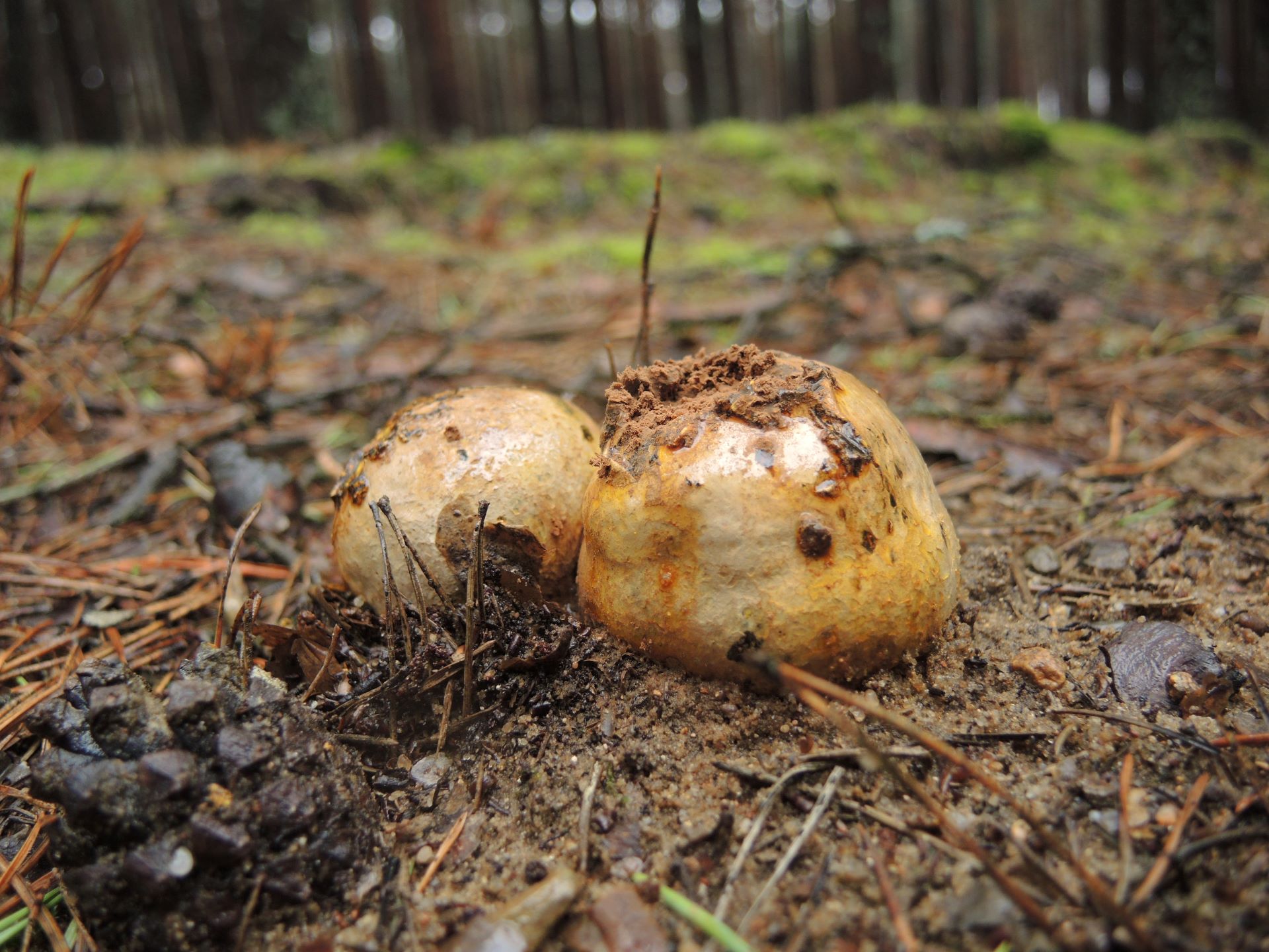 Purchatnica piaskowa Pisolithus arrhizus (Scop.) Rauschert