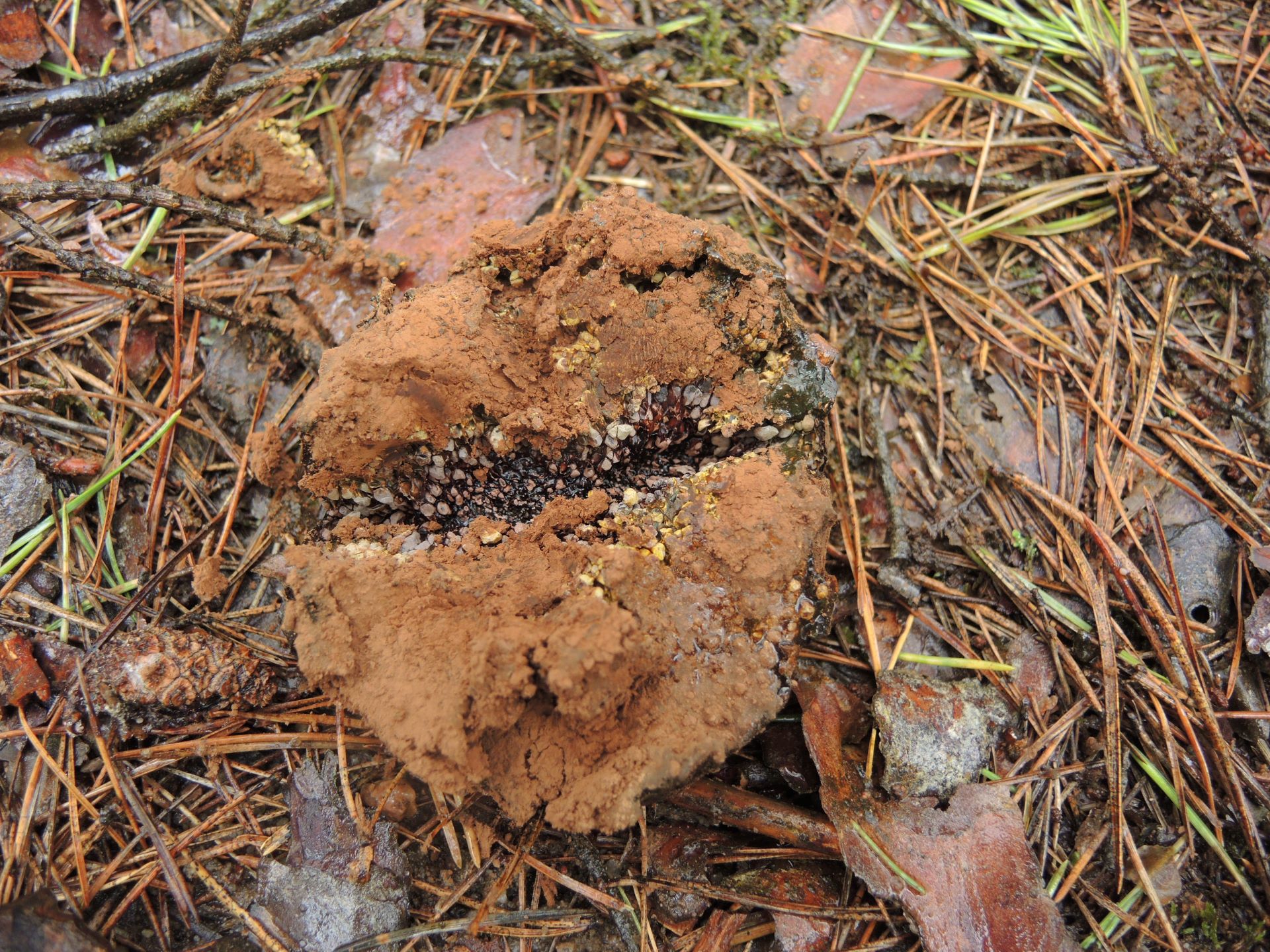 Purchatnica piaskowa Pisolithus arrhizus, okolice Zabrodzia (autor: Rafał Ruta)