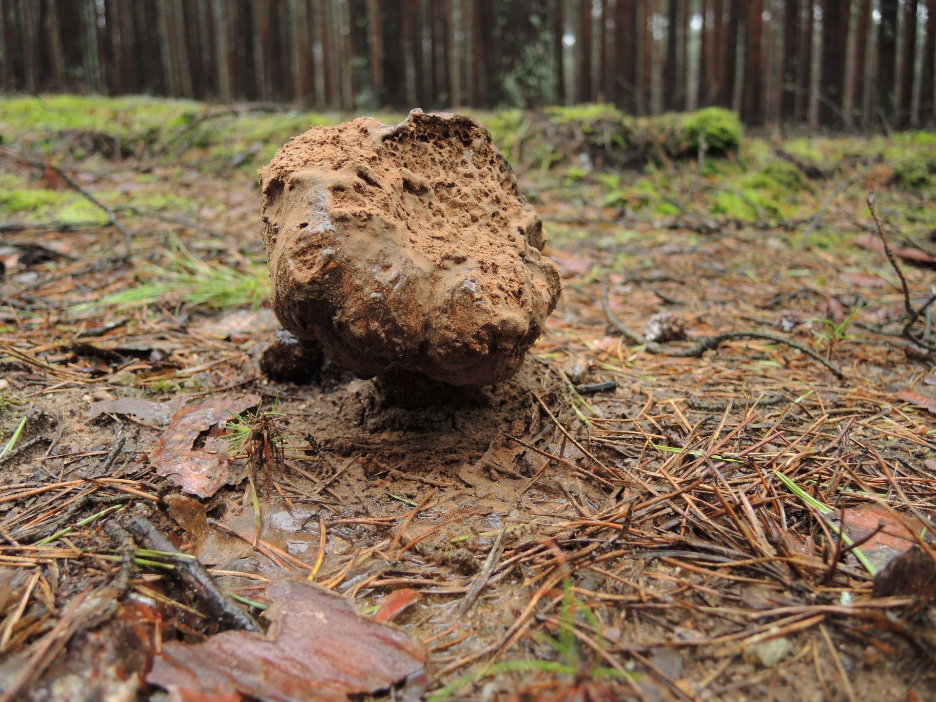 Purchatnica piaskowa Pisolithus arrhizus, okolice Zabrodzia (autor: Rafał Ruta)