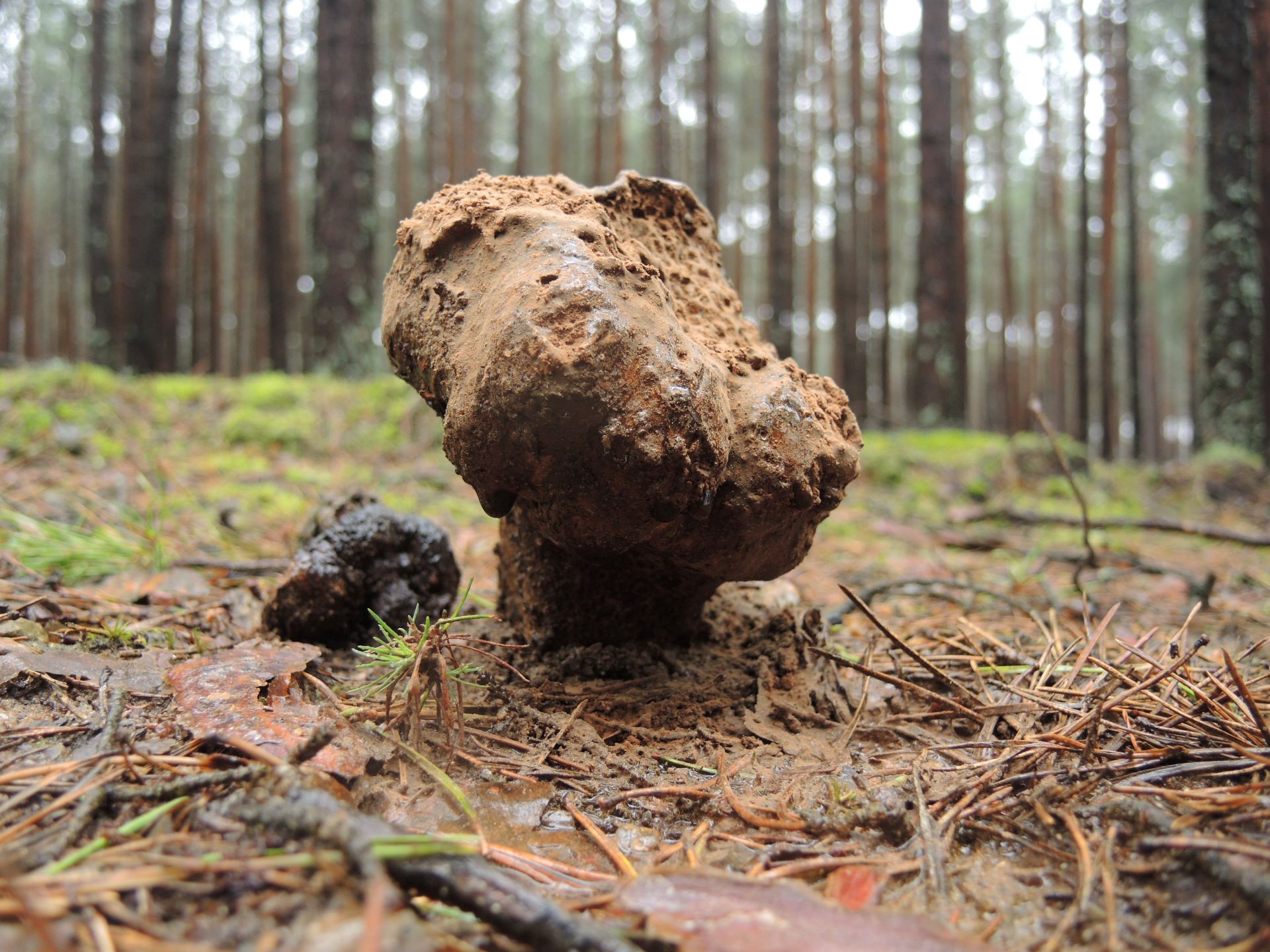 Purchatnica piaskowa Pisolithus arrhizus, okolice Zabrodzia (autor: Rafał Ruta)