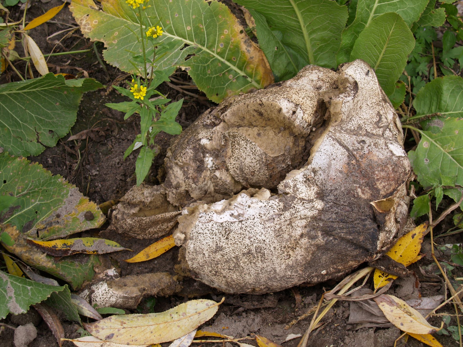 Purchawica olbrzymia Calvatia gigantea, Leżenica (autor: Kamil Kryza)