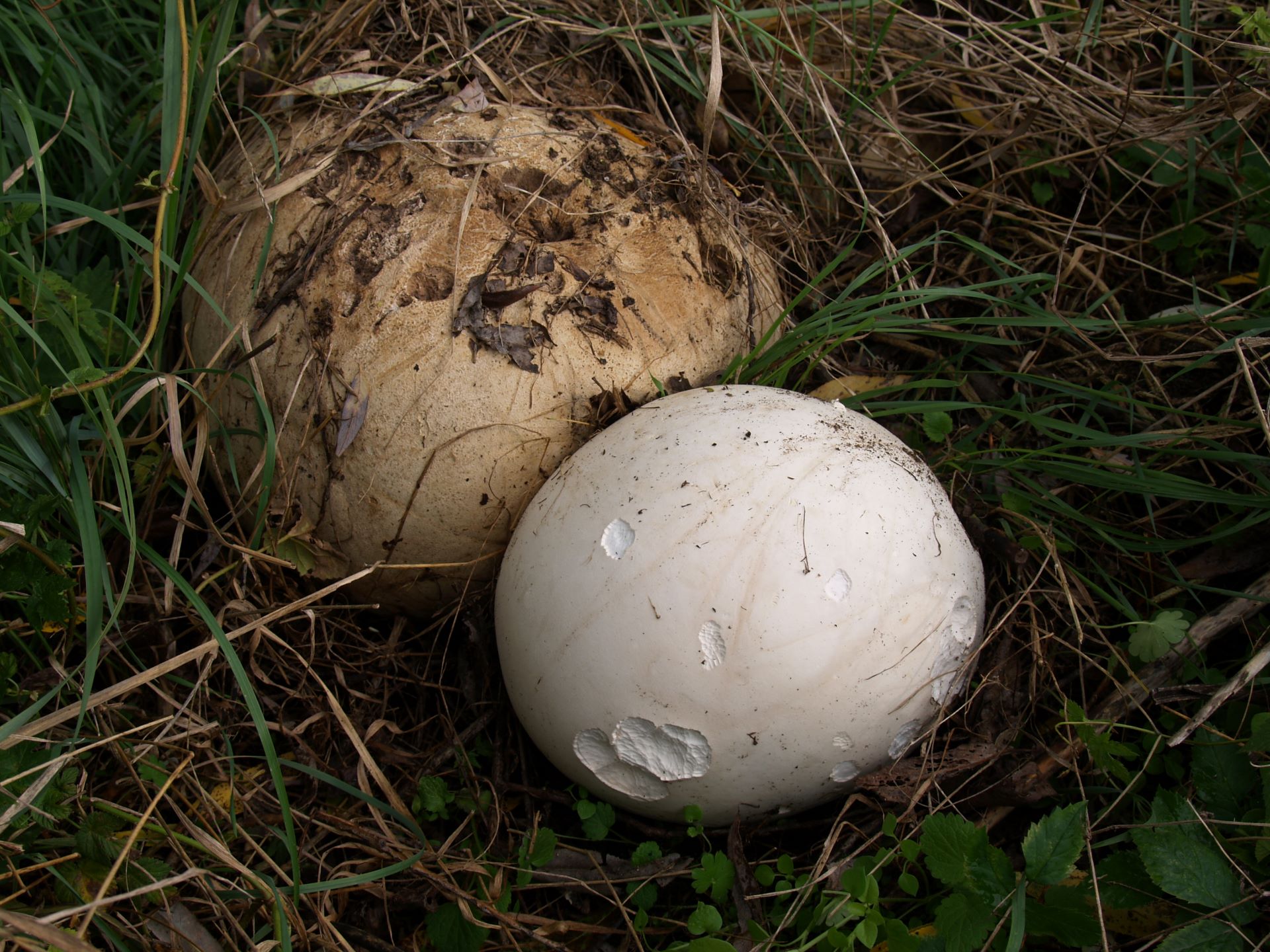   Purchawica olbrzymia Langermannia gigantea (Batsch) Lloyd, Calvatia gigantea (Batsch) Lloyd 