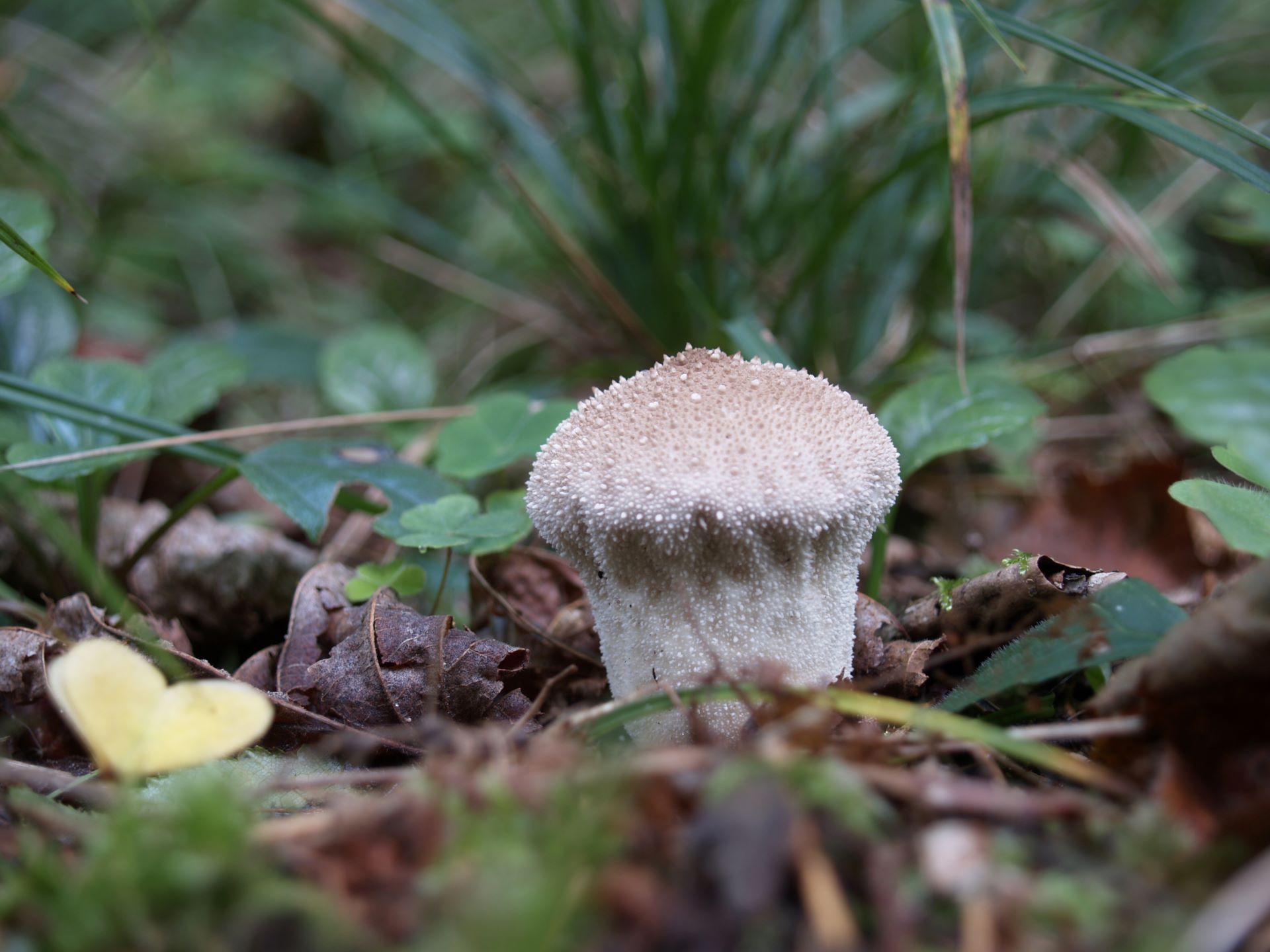 Purchawka chropowata Lycoperdon perlatum Pers.