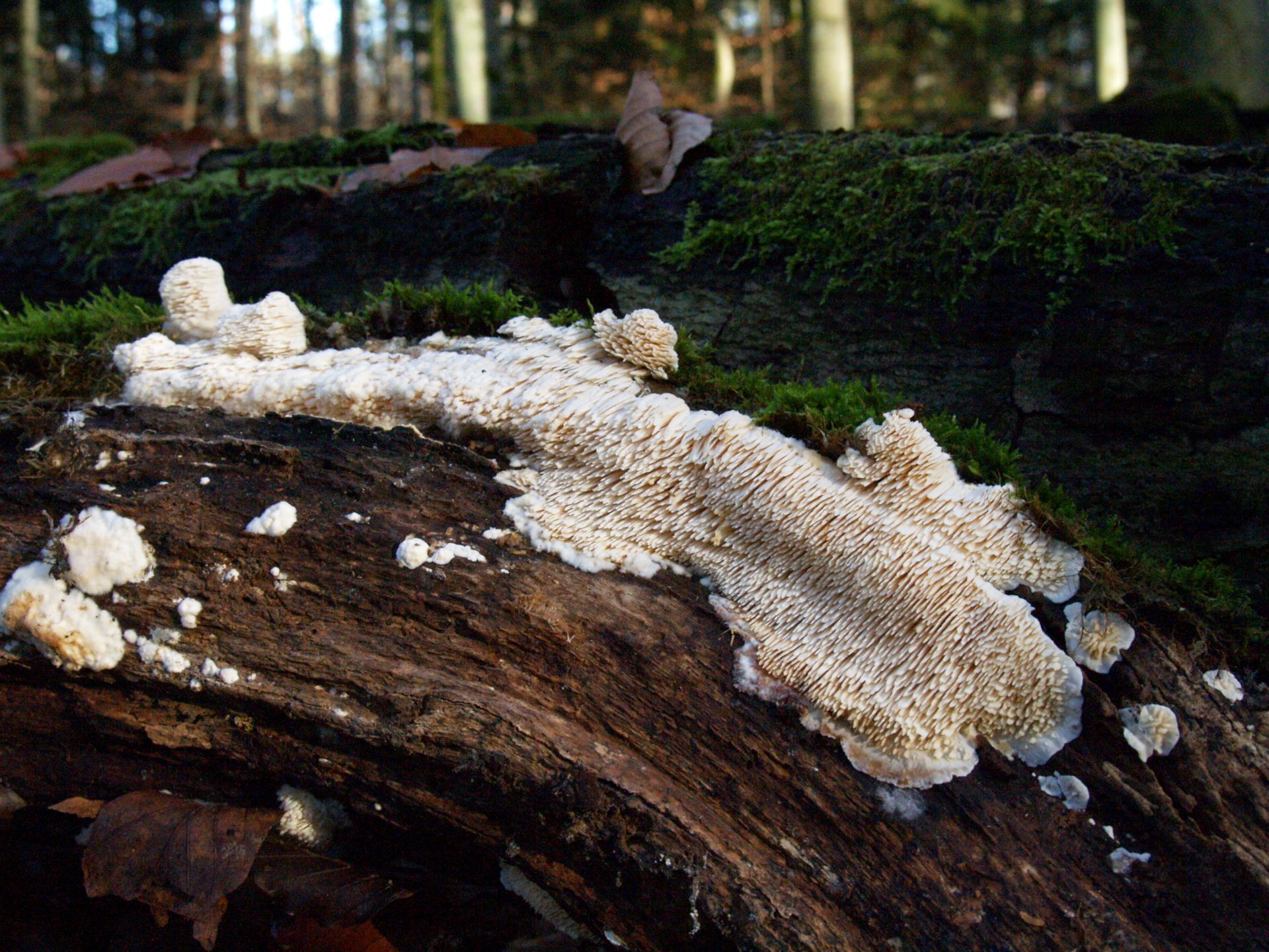 Spongipellis pachyodon (Pers.) Kotl. & Pouzar