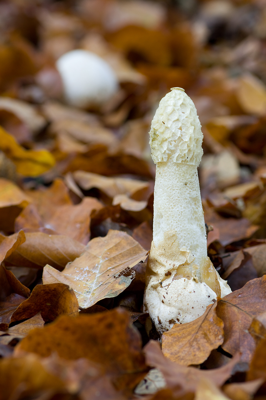 Sromotnik smrodliwy Phallus impudicus L.