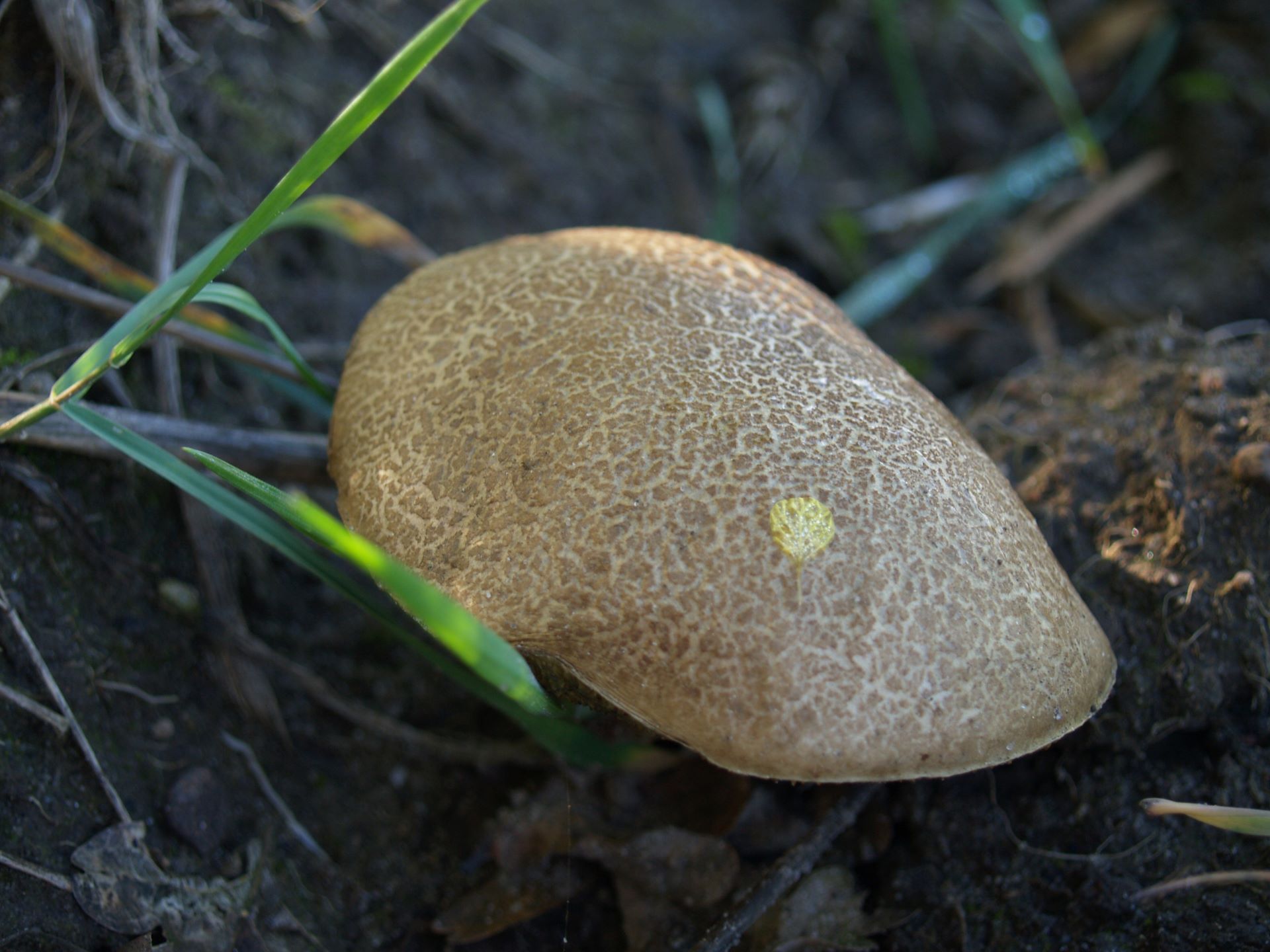 Suchogrzybek złotopory Xerocomellus chrysenteron, oczko śródpolne, Leżenica (autor: Kamil Kryza)