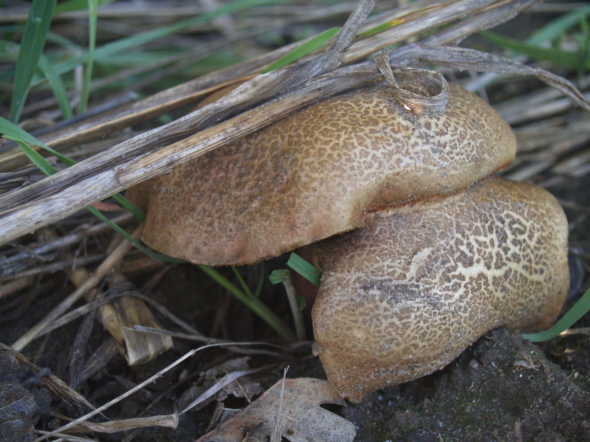 Suchogrzybek złotopory Xerocomellus chrysenteron (Bull.) Sutara