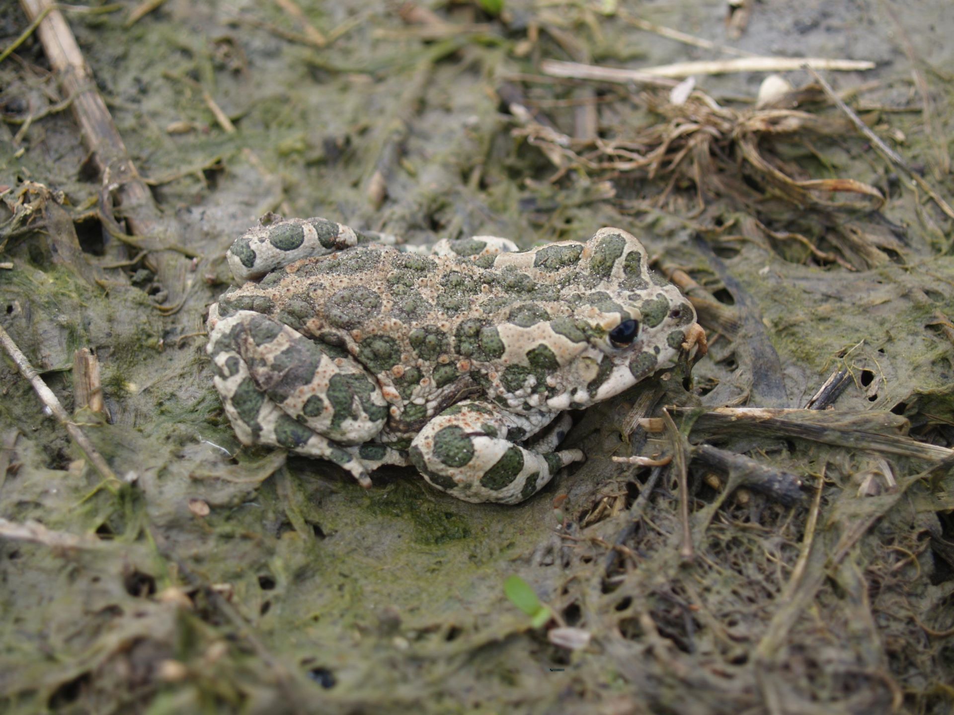 Ropucha zielona Bufotes viridis, oczko wodne, okolice Starej Łubianki (autor: Kamil Kryza)