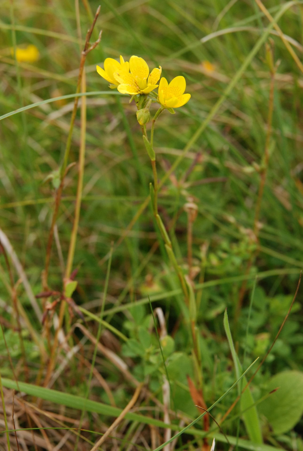 Skalnica torfowiskowa