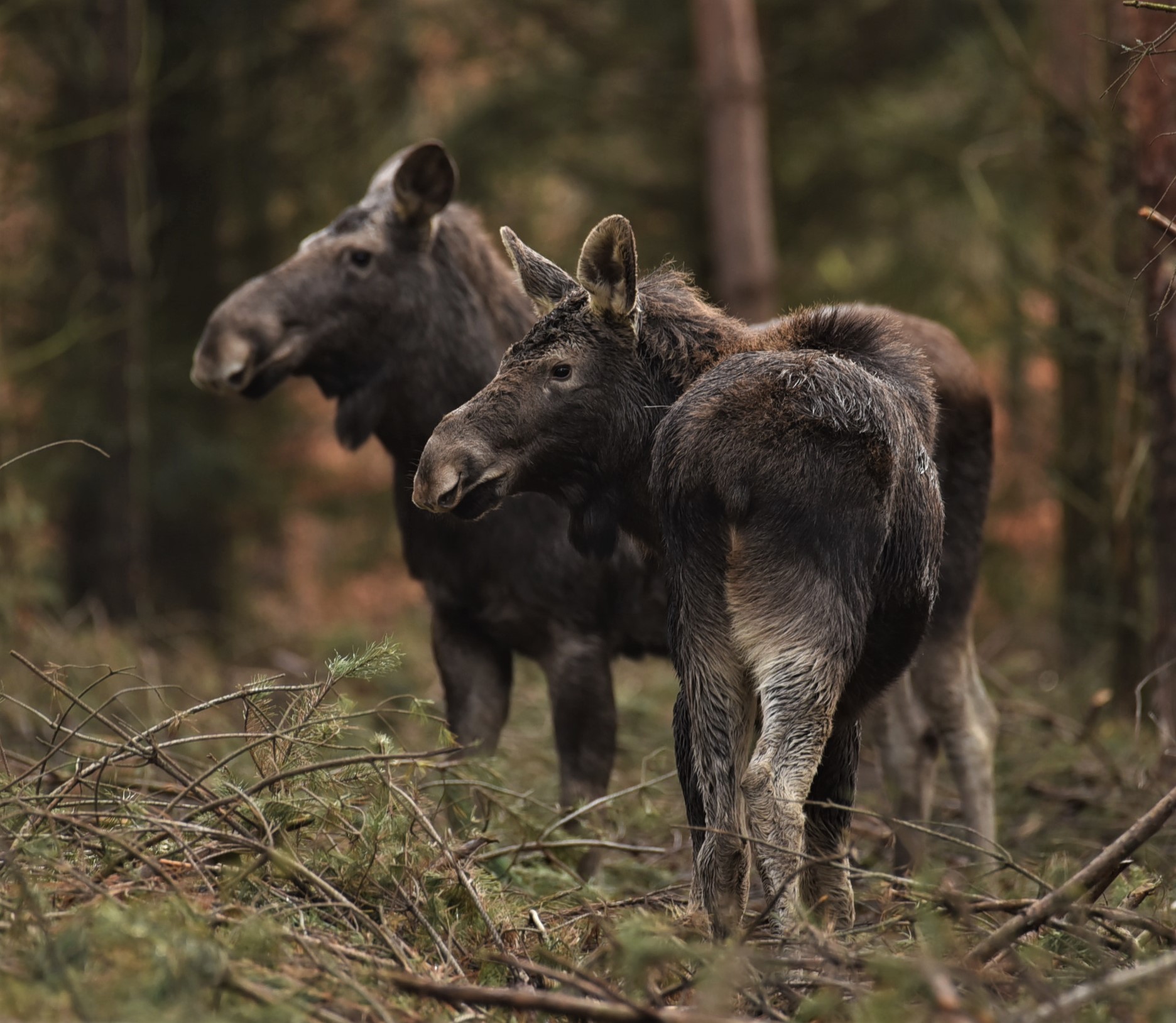 Łosie,_okolice_Dolaszewa_(Iwona_Leśniewska)